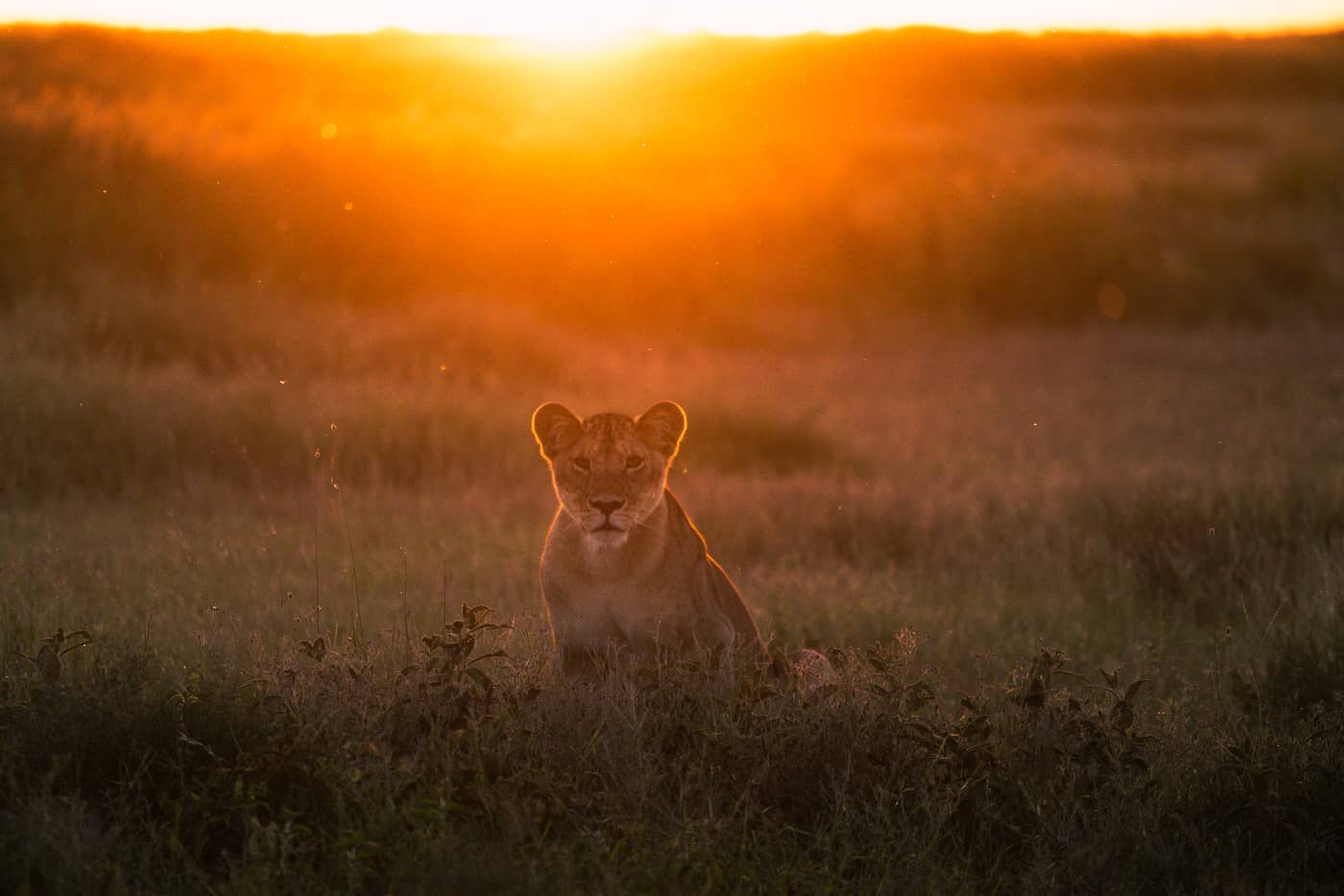 Serengeti_National_park_mambojambo.online_clicknprinttz_407